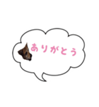 Doggy Jr 2（個別スタンプ：3）