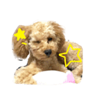トイプーのひな（個別スタンプ：1）