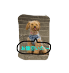トイプーのひな（個別スタンプ：5）