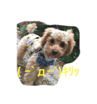トイプーのひな（個別スタンプ：6）