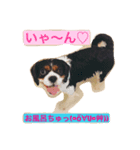 This is キャバリア君（個別スタンプ：1）