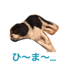 This is キャバリア君（個別スタンプ：3）
