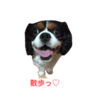 This is キャバリア君（個別スタンプ：5）
