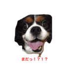 This is キャバリア君（個別スタンプ：6）