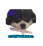 This is キャバリア君（個別スタンプ：7）