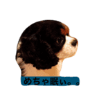 This is キャバリア君（個別スタンプ：8）