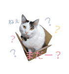 西岡まるまる（個別スタンプ：3）