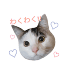 西岡まるまる（個別スタンプ：4）