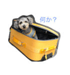 れおん 1（個別スタンプ：3）