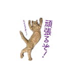 にゃんこずスタンプ（個別スタンプ：1）