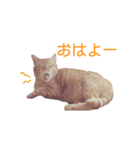 にゃんこずスタンプ（個別スタンプ：3）