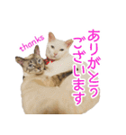 にゃんこずスタンプ（個別スタンプ：4）