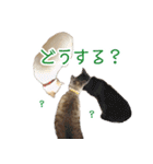 にゃんこずスタンプ（個別スタンプ：6）