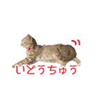 にゃんこずスタンプ（個別スタンプ：8）
