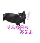 にゃんこずスタンプ（個別スタンプ：12）