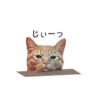 にゃんこずスタンプ（個別スタンプ：14）