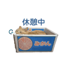 にゃんこずスタンプ（個別スタンプ：15）