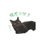 にゃんこずスタンプ（個別スタンプ：16）