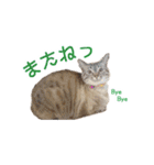 にゃんこずスタンプ（個別スタンプ：17）