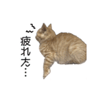 にゃんこずスタンプ（個別スタンプ：19）