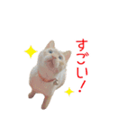 にゃんこずスタンプ（個別スタンプ：20）