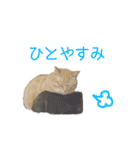 にゃんこずスタンプ（個別スタンプ：21）