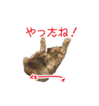 にゃんこずスタンプ（個別スタンプ：22）