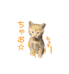 にゃんこずスタンプ（個別スタンプ：23）