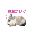 にゃんこずスタンプ（個別スタンプ：24）