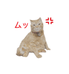 にゃんこずスタンプ（個別スタンプ：25）