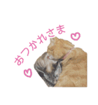 にゃんこずスタンプ（個別スタンプ：27）