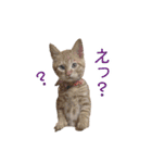 にゃんこずスタンプ（個別スタンプ：28）