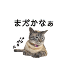 にゃんこずスタンプ（個別スタンプ：29）