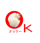にゃんこずスタンプ（個別スタンプ：31）