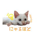 にゃんこずスタンプ（個別スタンプ：33）