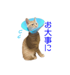 にゃんこずスタンプ（個別スタンプ：34）