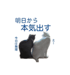 にゃんこずスタンプ（個別スタンプ：37）