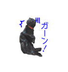 にゃんこずスタンプ（個別スタンプ：38）
