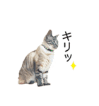 にゃんこずスタンプ（個別スタンプ：39）