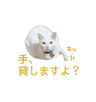 にゃんこずスタンプ（個別スタンプ：40）