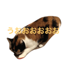 オメグマニア（個別スタンプ：3）