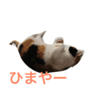 オメグマニア（個別スタンプ：6）