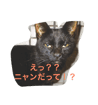 ねこやまさんと仲間たち（個別スタンプ：1）