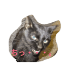 ねこやまさんと仲間たち（個別スタンプ：3）