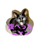 ねこやまさんと仲間たち（個別スタンプ：5）