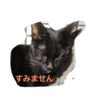 ねこやまさんと仲間たち（個別スタンプ：6）