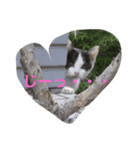 ねこやまさんと仲間たち（個別スタンプ：7）