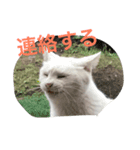 しらこいるよ〜（個別スタンプ：2）