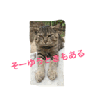 しらこいるよ〜（個別スタンプ：3）