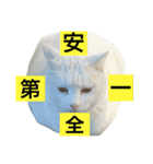 しらこいるよ〜（個別スタンプ：5）